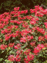 Monarda didyma 'Gardenview Scarlet'